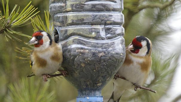 Malgré l’arrivée des beaux jours, on peut continuer à nourrir les oiseaux en diminuant progressivement les doses.