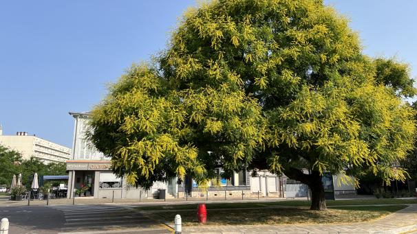 Savonnier enraciné à Troyes, 100e arbre répertorié par l’association des Arbres remarquables de l’Aube.