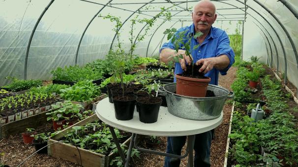 En attendant de les planter en pleine terre, il faut rempoter les pieds de tomates dans des pots plus grands et penser à y glisser du bon terreau.