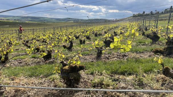 Dans les vignes de Montgueux, lundi matin. Malgré la précocité du chardonnay, le secteur a été relativement préservé. Une partie du vignoble montgueuillat a par contre subi une averse de grêle dimanche 21.