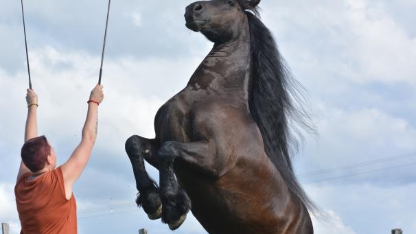 Mylène est spécialisée dans le travail en liberté. Avec son cheval, Joris, elle fait ponctuellement des représentations d’un numéro équestre montrant la complicité entre la passionnée d’équidés et l’animal.
