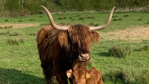Un accueil à la Ferme du château où Solange Méric cultive en bio et élève des vaches Highland cattle.