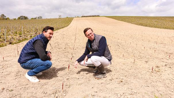 Sébastien Julien et Bertrand Trepo ont parcouru la parcelle plantée de nouvelles vignes.