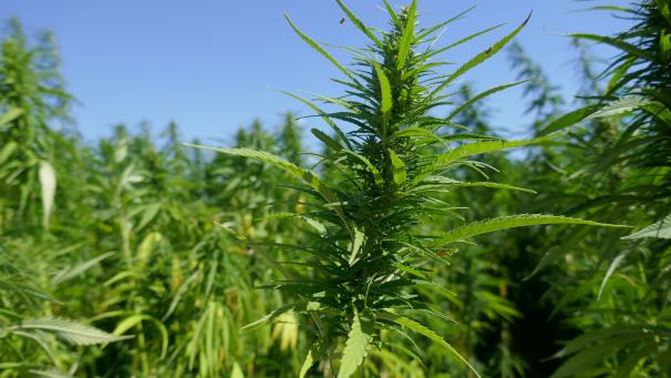 La capacité de l’usine pourrait atteindre 50 000 tonnes de paille par an, soit l’équivalent de 5 000 hectares de surface à semer.