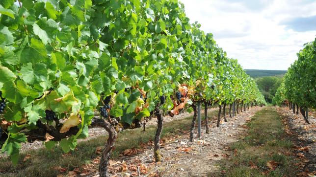 Les vignes semi-larges nécessiteront moins de temps de travail à l’hectare. La CGT craint que ce mode de conduite ait un impact sur la pérennité des emplois.