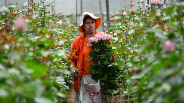 Les producteurs de fleurs sont concentrés sur 5800hectares dans la région d’altitude de la Sierra. En 2020, malgré la pandémie de Covid-19, les ventes ont représenté 827millions de dollars.