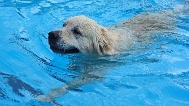 Inciter son chien à se baigner est une bonne solution pour lui éviter le coup de chaud.