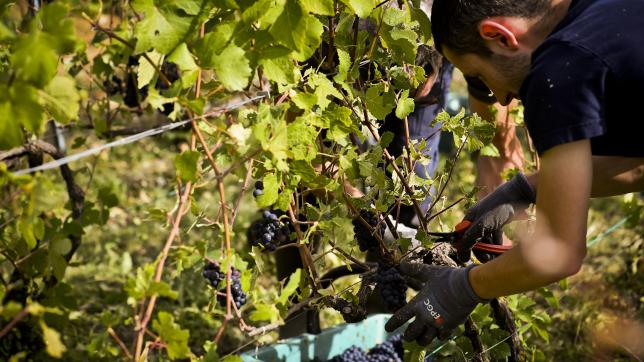 Les vendangeurs ardennais de Vinocut se rendent chaque jour dans les vignes en navette.