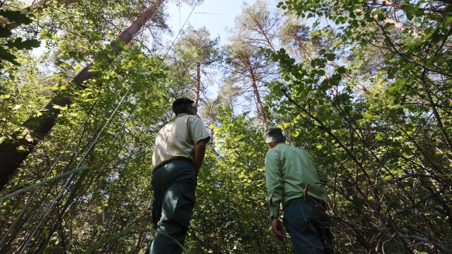 Dans la forêt de Lavergny dans l’Aisne, ces pins sylvestre peuvent s’enflammer très facilement, une situation qui inquiète ces deux gardes de l’Office national des forêts.