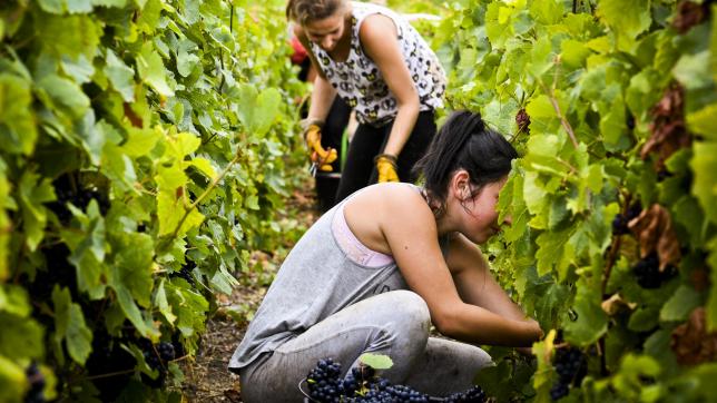 Bien que les vendanges 2022 aient débuté, des viticulteurs Aubois sont toujours à la recherche de vendangeurs pour compléter leurs équipes.