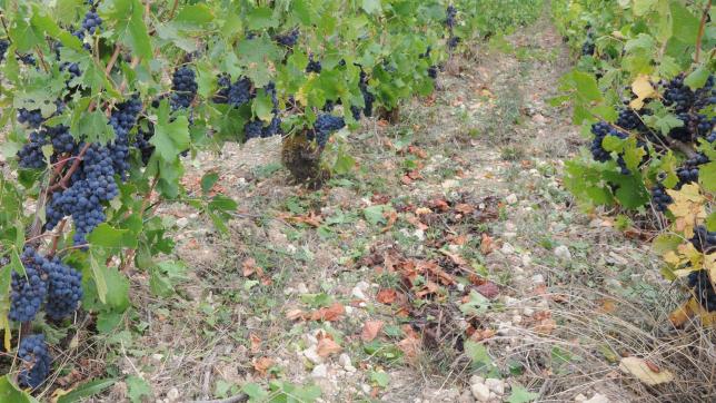 Des pinots noirs à Neuville-sur-Seine: en pressurage direct, ils donneront un jus blanc, après macération, ils pourront donner du rosé ou du rouge.