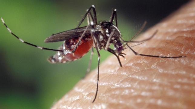 La dengue a besoin d’un intermédiaire: les moustiques.