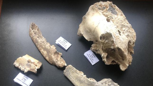 145 os ont pu être identifiés par l’archéozoologue Noémie Sévêque. Parmi eux, ce crâne d’ours brun, probablement décédé en hibernation.