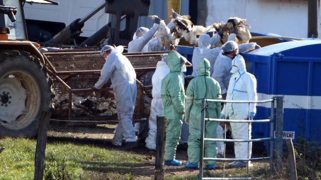 En un an, quelque 47,7 millions de volailles ont été abattues dans les élevages européens contaminés.AFP