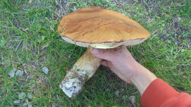 Vincent, un habitant de Brognon, près de Signy-le-Petit, a trouvé un champignon de 800 grammes samedi.