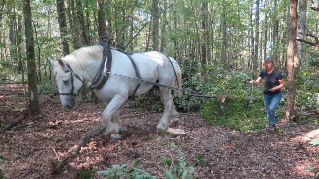 Dans le Parc naturel régional, de la forêt d’Orient le débardage à cheval est utilisé.
