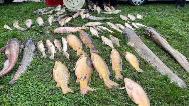 Si des poissons de la Rivière La Voire ont pu être sauvés, beaucoup ont été retrouvés morts et retirés du cours d’eau à Bétignicourt, village le plus touché par cette mortalité inquiétante d’espèces piscicoles.