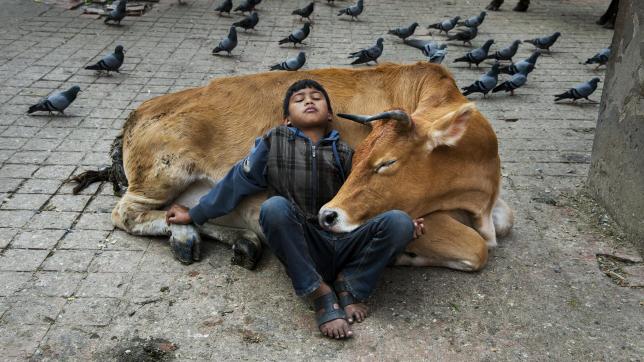 Un garçon se repose contre une vache. Katmandou, Népal, 2013.