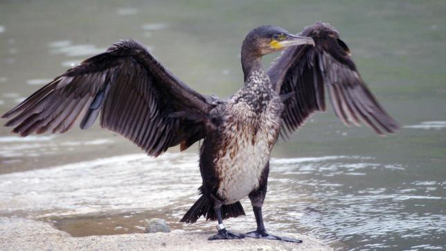 Pour la LPO, «aucune étude scientifique sérieuse ne démontre une prédation excessive du cormoran sur des poissons en danger».