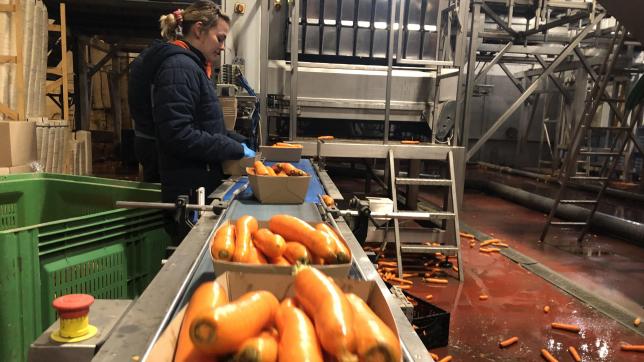 L’outil de production pour le tri et le conditionnement des légumes a été modernisé notamment pour rendre moins pénible le travail des salariés.