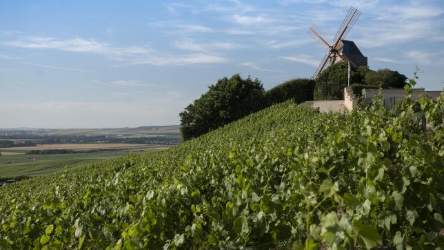 Un voyage autour du patrimoine, de l’histoire et de la viticulture.