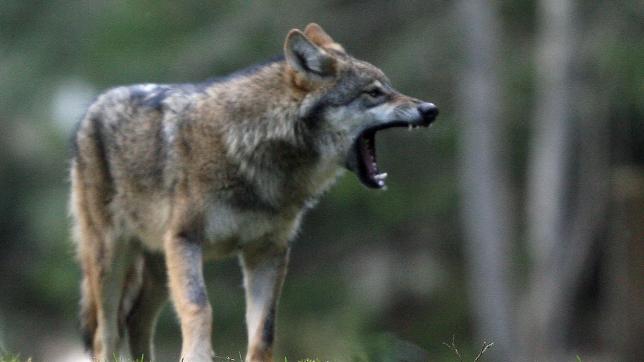 Ces derniers temps en Belgique, plusieurs attaques de loup ont été recensées.