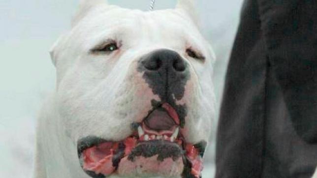 Le prévenu a indiqué que son dogue argentin s’était introduit dans le parc et avait trouvé un cadavre de sanglier.