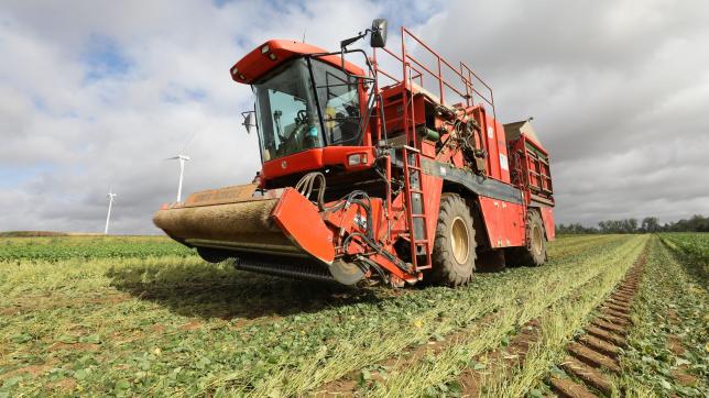 Selon les légumes - ici la récolte de haricots beurre - les prix d’achat par Bonduelle seront revalorisés entre 15 et 30%.