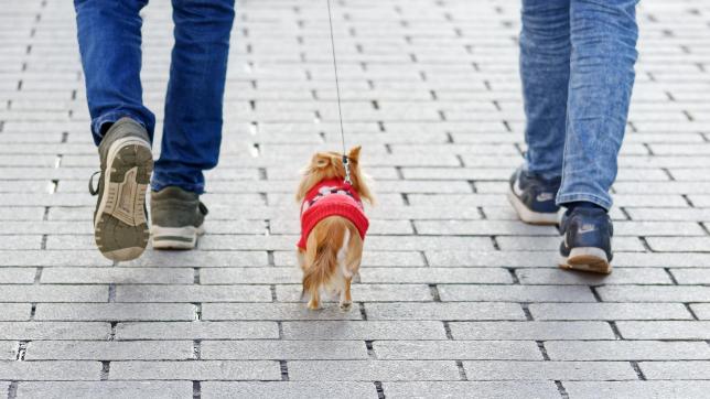 Se promener avec son chien sans laisse n’est pas une infraction.