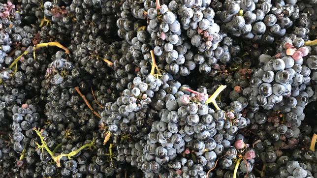 Le viticulteur a mélangé des jus de raisins qui ne relevaient pas de l’AOC avec des jus AOC pour confectionner son champagne.