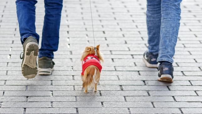 Se promener avec son chien sans laisse n’est pas une infraction.
