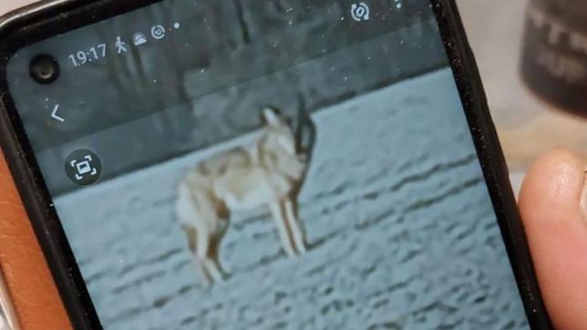 La photo du loup de Landres a fait le tour de l’Argonne, où l’on s’étonne d’une présence qui se veut de plus en plus inquiétante.