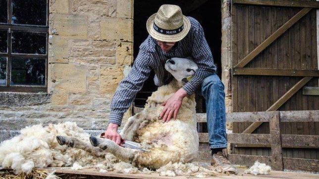 La tonte de nos moutons doit servir à relancer une filière laine dans la région.