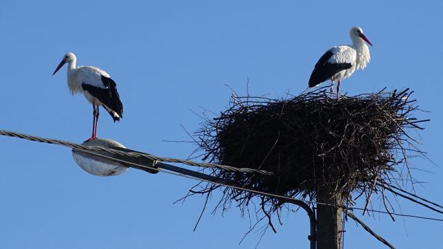 Les oiseaux ont élu domicile dans leur ancien nid.
