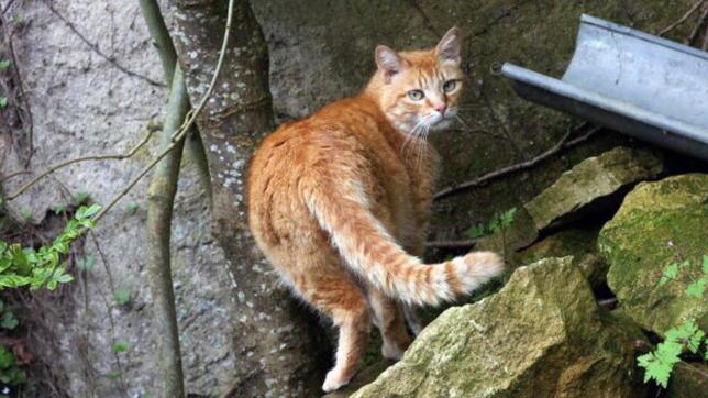 Les Patounes de pacha est déjà venu en aide à une vingtaine de chats errants adultes sur le Rethélois.