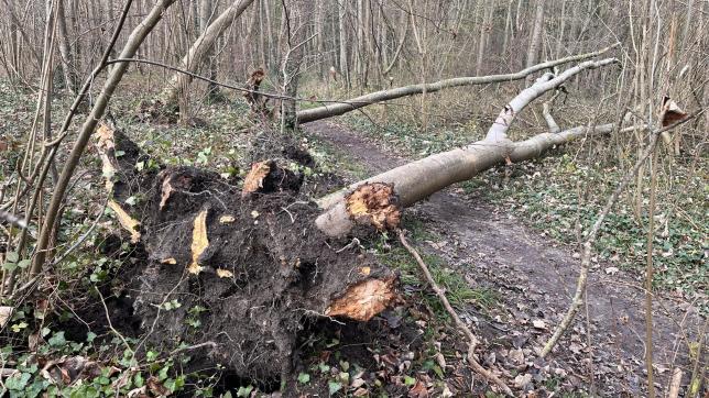 Des arbres ont été déracinés par le vent, d’autres sectionnés car trop fragilisés par la tempête.