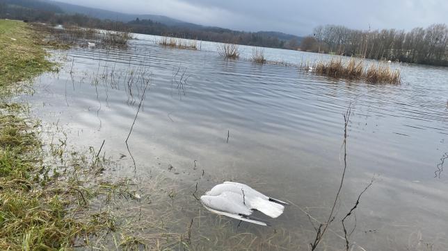 Certaines carcasses d’oiseaux flottent à la surface du lac.