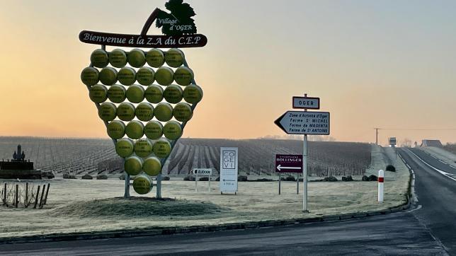 Le futur projet de serre Qanopée, qui sera installée à Oger, permettra de produire des porte-greffes et de pieds de vigne pour les vignobles de Champagne, de Bourgogne et du Beaujolais afin de se prémunir efficacement contre les maladies comme le court-noué.