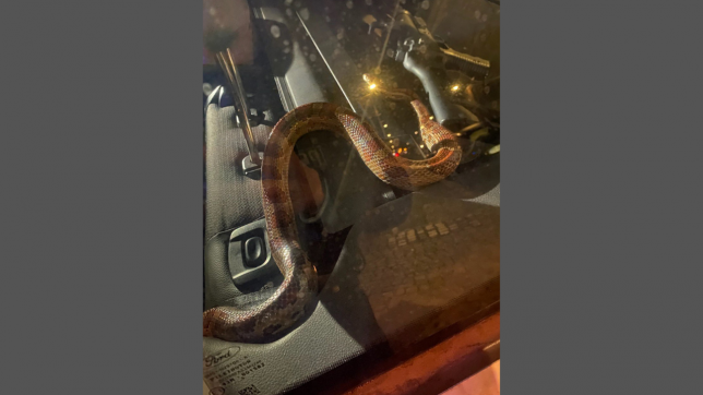 Le serpent a trouvé refuge dans l’habitacle de la voiture de police, il se tortille ici près d’une arme.