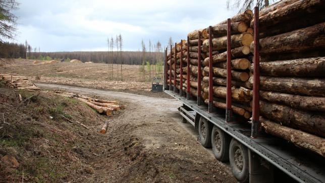 Cela fait longtemps que la présence de conteneurs chinois destinés à embarquer le bois coupé ne surprend plus les Ardennais.