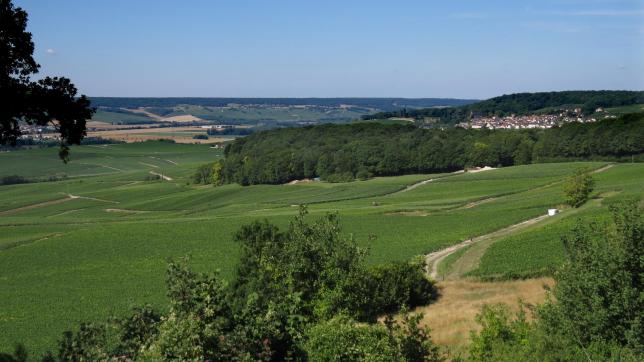 Le Parc naturel régional de la Montagne de Reims s’étale sur 65 communes.