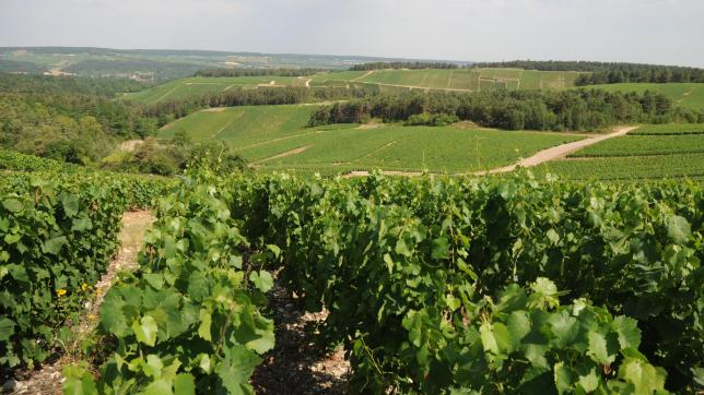 Sauf exception (Montgueux et Villenauxe-le-Grande), le vignoble de l’Aube est posé sur des argilo-calcaires du jurassique. Ce paysage des Riceys, dans le secteur de l’Antenne, est tout à fait typique de la Côte des Bar.