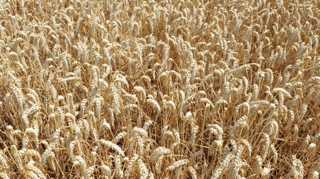 Le blé est, de très loin, la culture la plus répandue sur les terres de l’Aube.