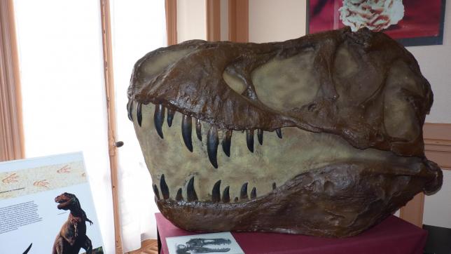 Le crâne de T.Rex suscite la curiosité des visiteurs.