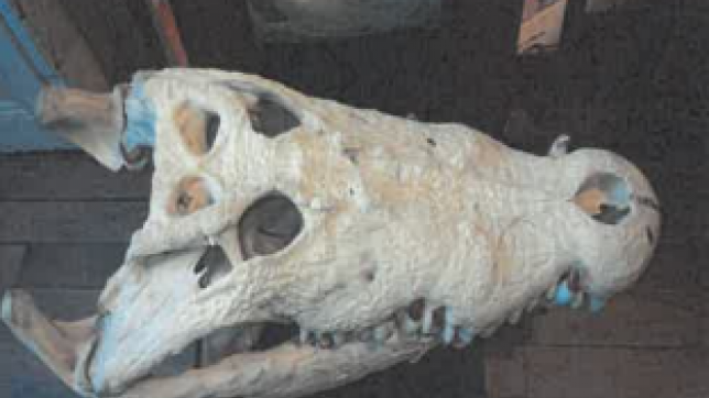 Différents crânes d’espèces protégées ont été retrouvés au domicile de l’Aubois de 24 ans, le 14 mars.