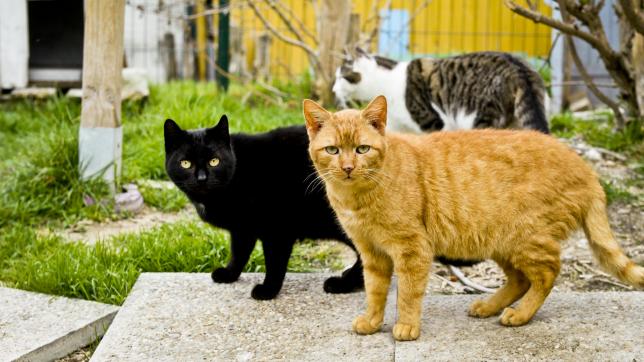 Plusieurs associations de la Pointe identifient, stérilisent et s’assurent du suivi des chats errants pour limiter leur prolifération.