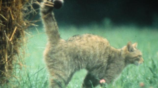 Le chat forestier est une espèce rare, protégée depuis 1979.