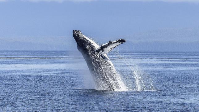 humpback-whale-gff0b17012_1920