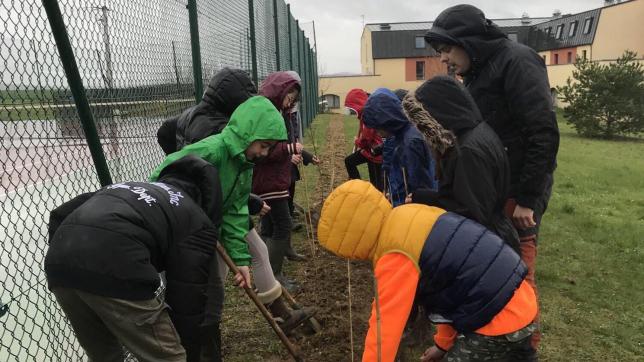 Les élèves Vendeuvrois ont creusé, planté, tassé la terre pour semer une haie champêtre dans le cadre de la journée internationale de la forêt.