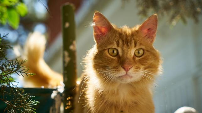 Un couple de chats peut avoir jusqu’à 20 700 descendants en l’espace de quatre ans.